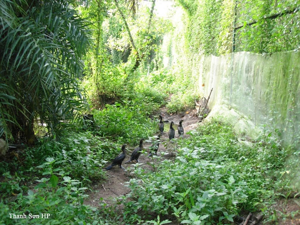 Vườn chim Bạc Liêu với nhiều loài đa dạng và phog phú