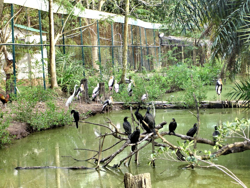 Vườn chim Bạc Liêu với nhiều loài đa dạng và phog phú